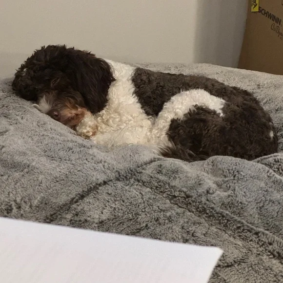 ✨✨✨LIVE SHOW NOTIFICATION✨✨✨ - Picture 6 of 7